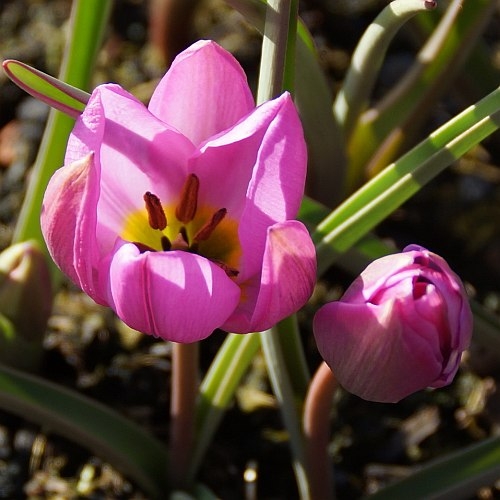 Tulipa humilis 'Helene' - Zwerg-Tulpe